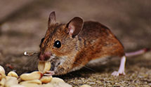 hotel-and-hospitality-pest-control Experts in Bank Of America
